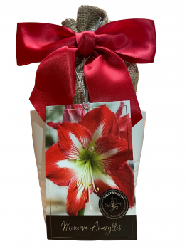 Amaryllis Holiday Growing Kit, Includes a White Ceramic Pot, Big Minerva Bulb, and Growing Medium